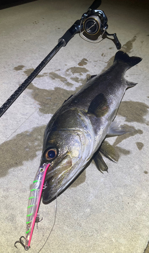 シーバスの釣果