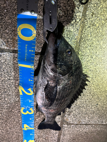 クロダイの釣果