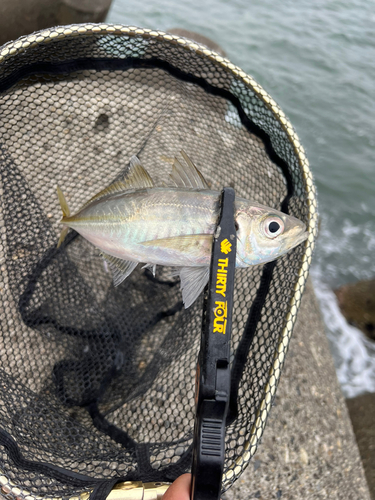 マアジの釣果