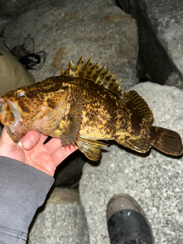 タケノコメバルの釣果