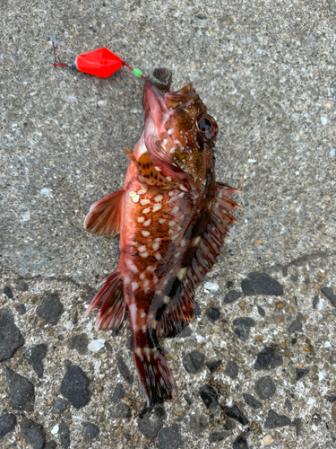 アラカブの釣果