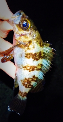 シロメバルの釣果