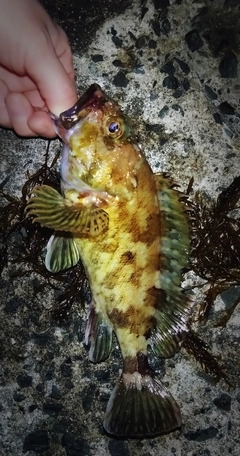 カサゴの釣果