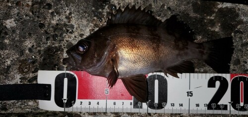 メバルの釣果