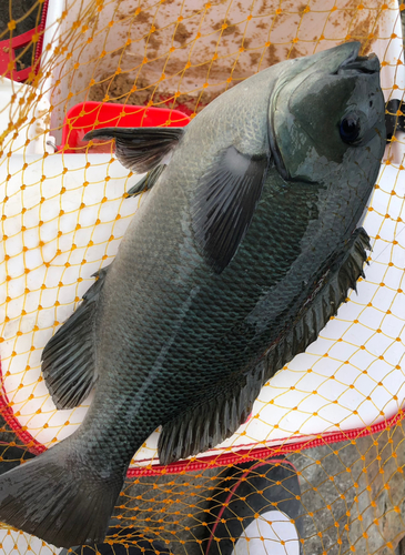 クチブトグレの釣果