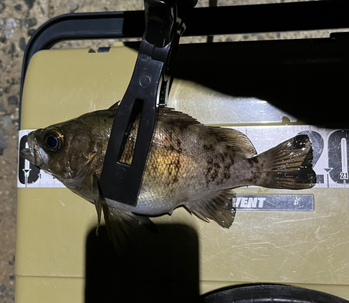 シロメバルの釣果