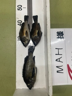 メバルの釣果