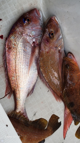 マダイの釣果