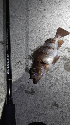 メバルの釣果