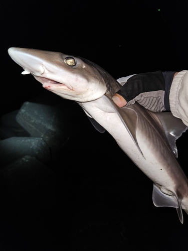 シロザメの釣果