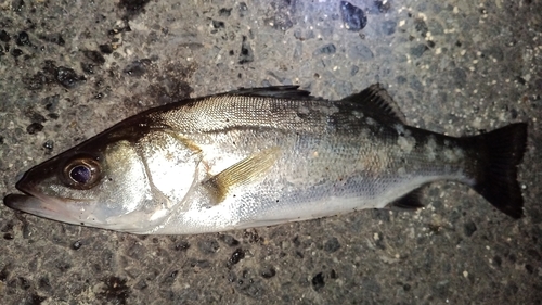 セイゴ（マルスズキ）の釣果