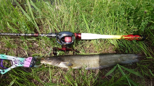 ナマズの釣果