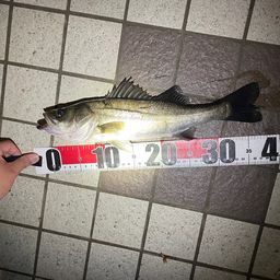 セイゴ（ヒラスズキ）