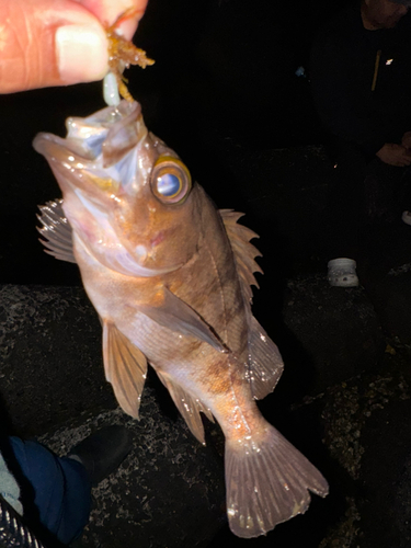 シロメバルの釣果