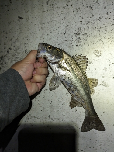 スズキの釣果