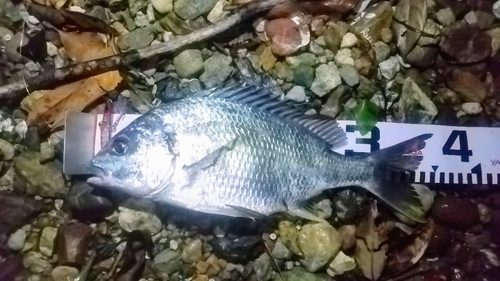 奥浜名湖