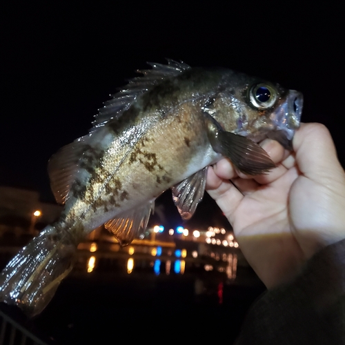 メバルの釣果