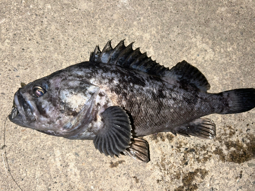 クロソイの釣果