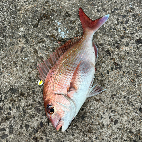 マダイの釣果