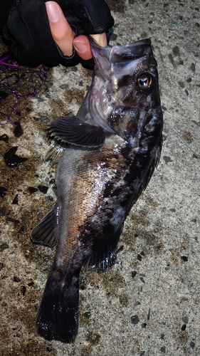 クロソイの釣果