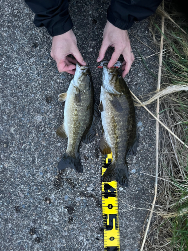 スモールマウスバスの釣果