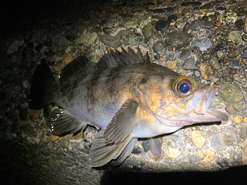 シロメバルの釣果