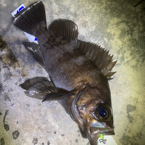 メバルの釣果