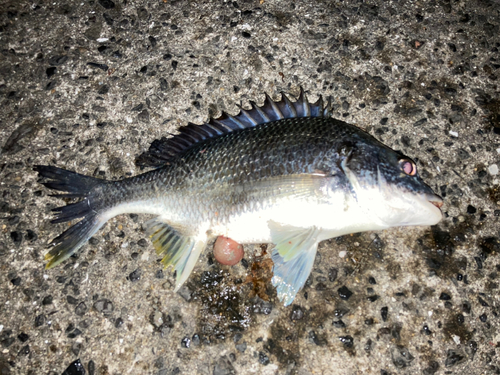 チヌの釣果