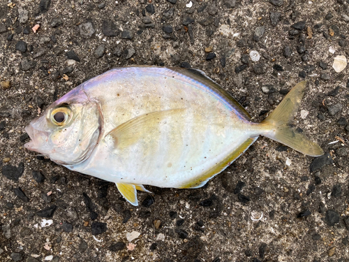 カイワリの釣果