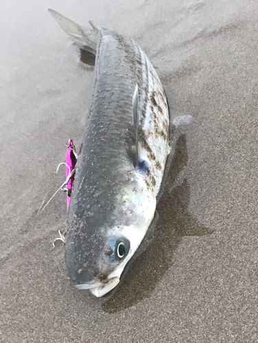 大竹海岸