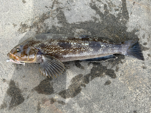 アイナメの釣果