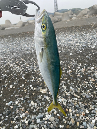 ワカシの釣果