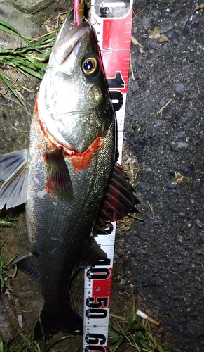 シーバスの釣果