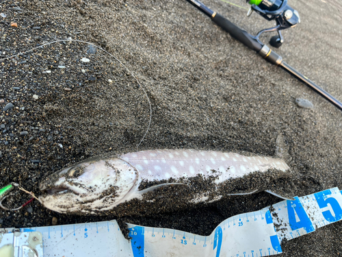 アメマスの釣果