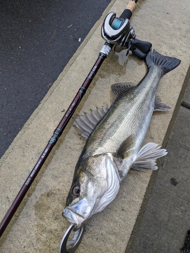 シーバスの釣果