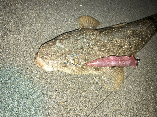 マゴチの釣果