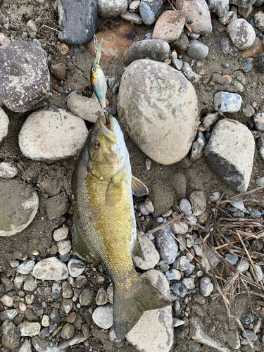 スモールマウスバスの釣果