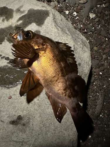 メバルの釣果