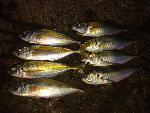 アジの釣果