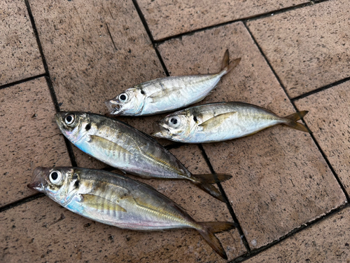 アジの釣果