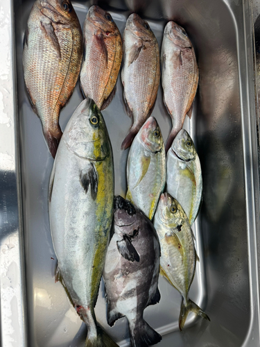 マダイの釣果