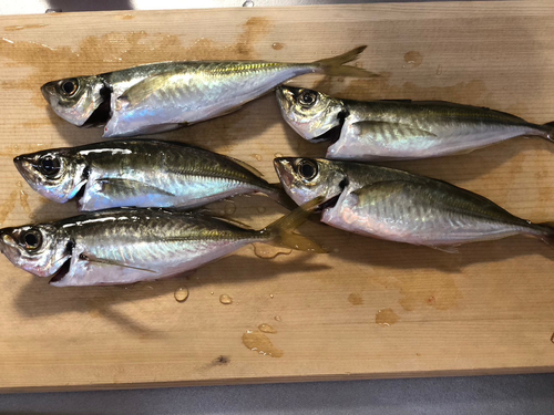 アジの釣果