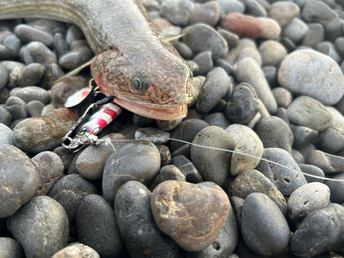 エソの釣果