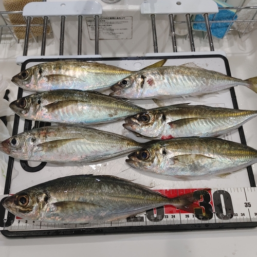 アジの釣果