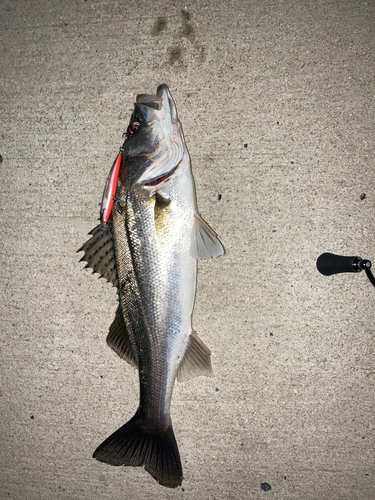 シーバスの釣果