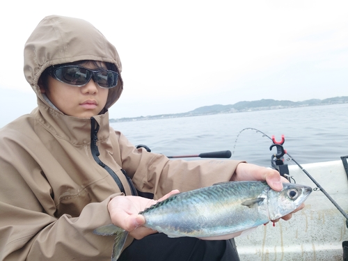 マサバの釣果