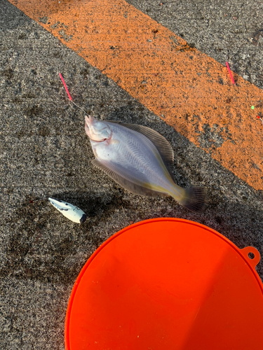 カレイの釣果