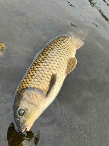 コイの釣果