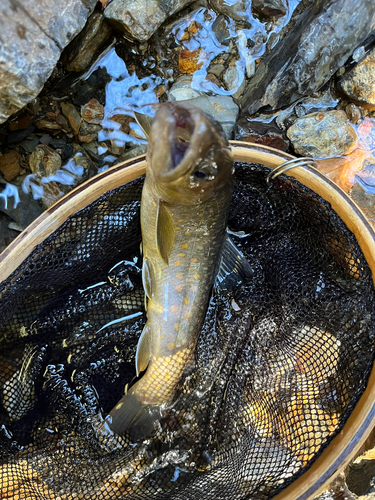 イワナの釣果