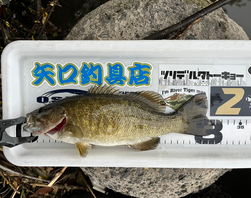 スモールマウスバスの釣果